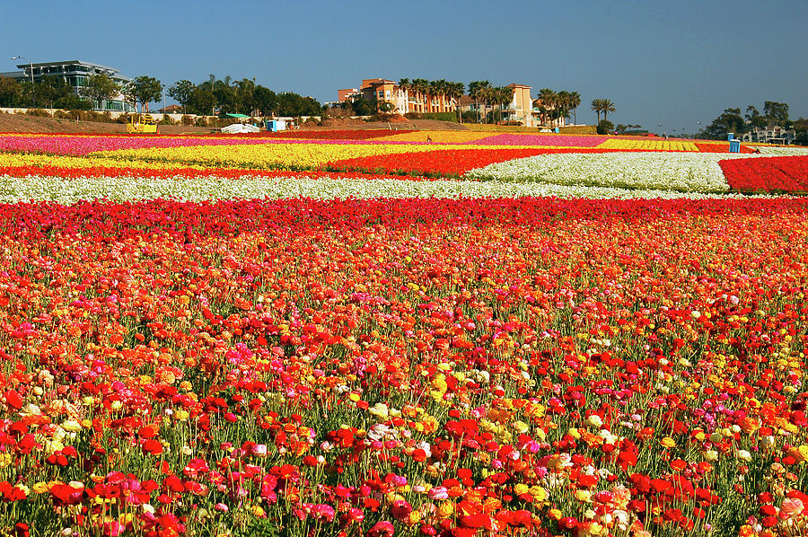 Rows of Beautiful Flowers Photograph by James Kirkikis