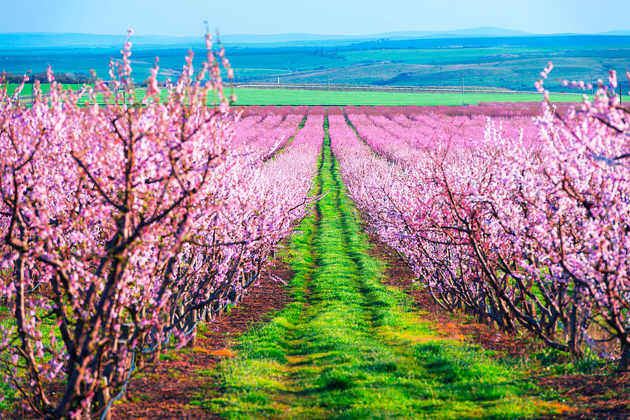 Flower Photograph - Rows Of Blossom Peach Trees In Spring by Ivan Kmit