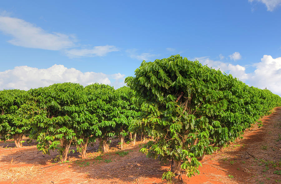 Rows Of Coffee Trees Photograph by Dusty Pixel Photography
