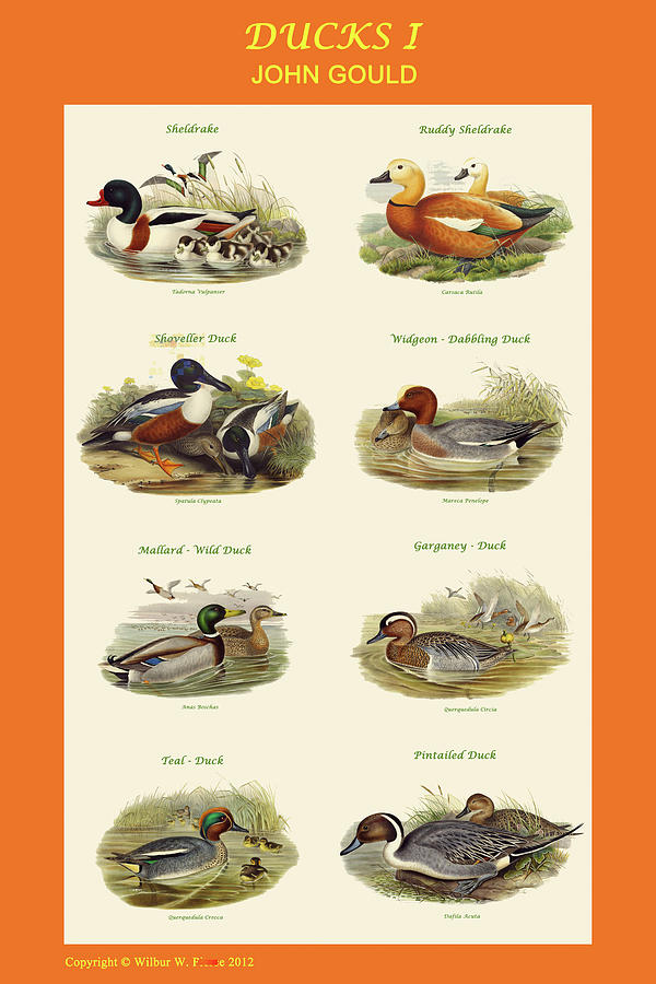 Rows of Ducks I Painting by John Gould