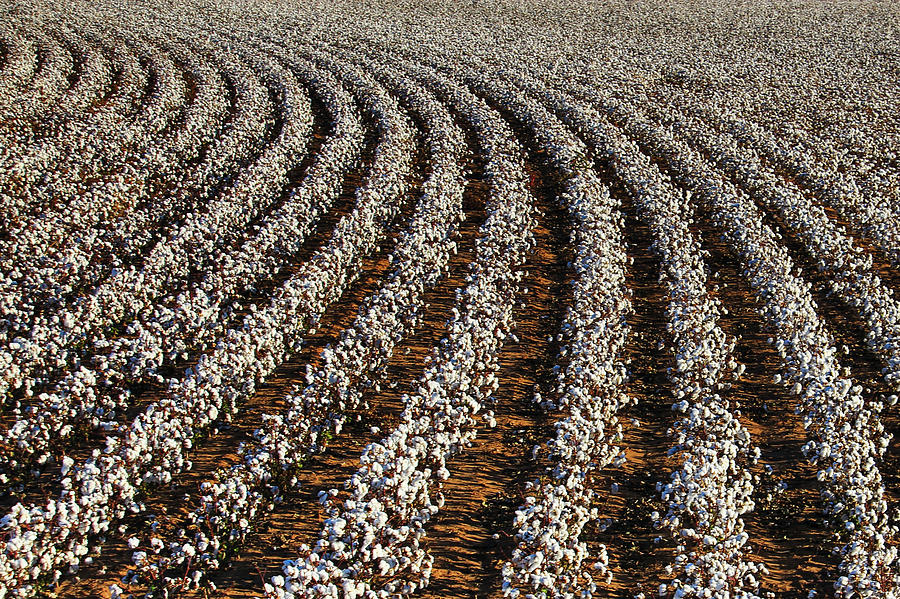 Rows of Fluff Photograph by See It In Texas