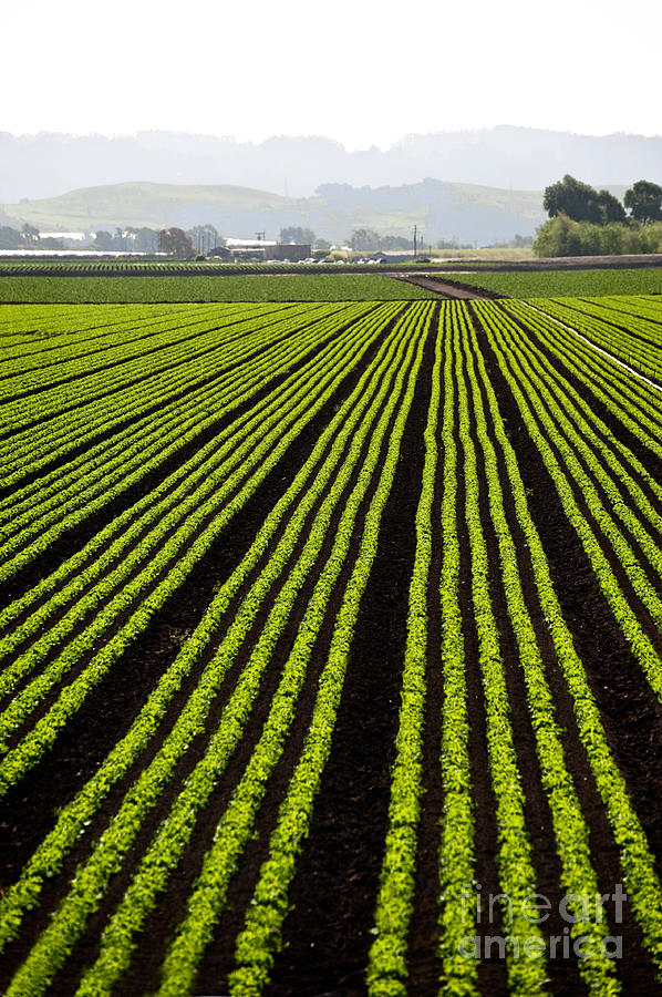 Commercial Photograph - Rows Of Freshly Planted Lettuce In The by Dwight Smith Commercial Photograph - Rows Of Freshly Planted Lettuce In The by Dwight Smith