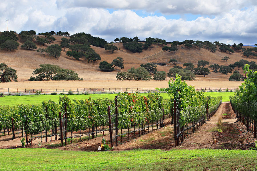 Rows Of Grape Vines At A Vineyard In Photograph by S. Greg Panosian