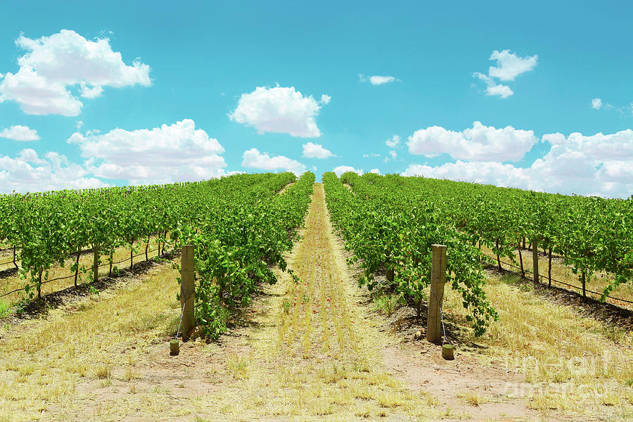 Rows of Grape Vines Photograph by Milleflore Images