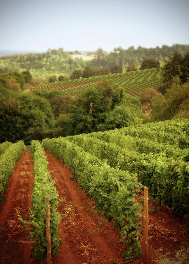 Rows Of Grapevines In Hillside Vineyards Photograph by Donald gruener