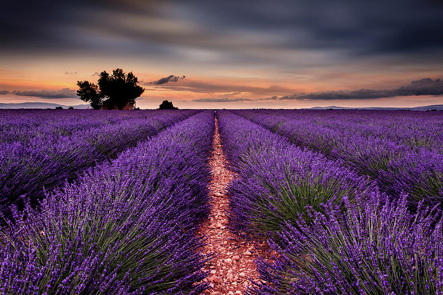 Rows of happiness Photograph by Jorge Maia