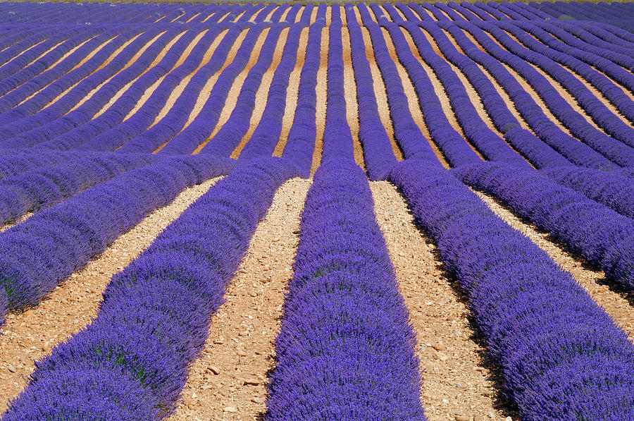 Rows Of Lavender Field Photograph by Cornelia Doerr
