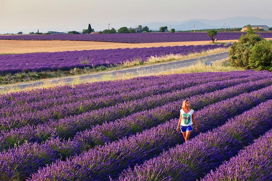 Rows Of Lavender In Provence Digital Art by Luigi Vaccarella