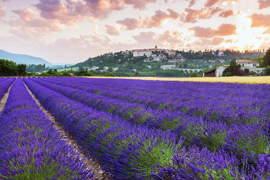Farm Digital Art - Rows Of Lavender In Sault France by Jordan Banks