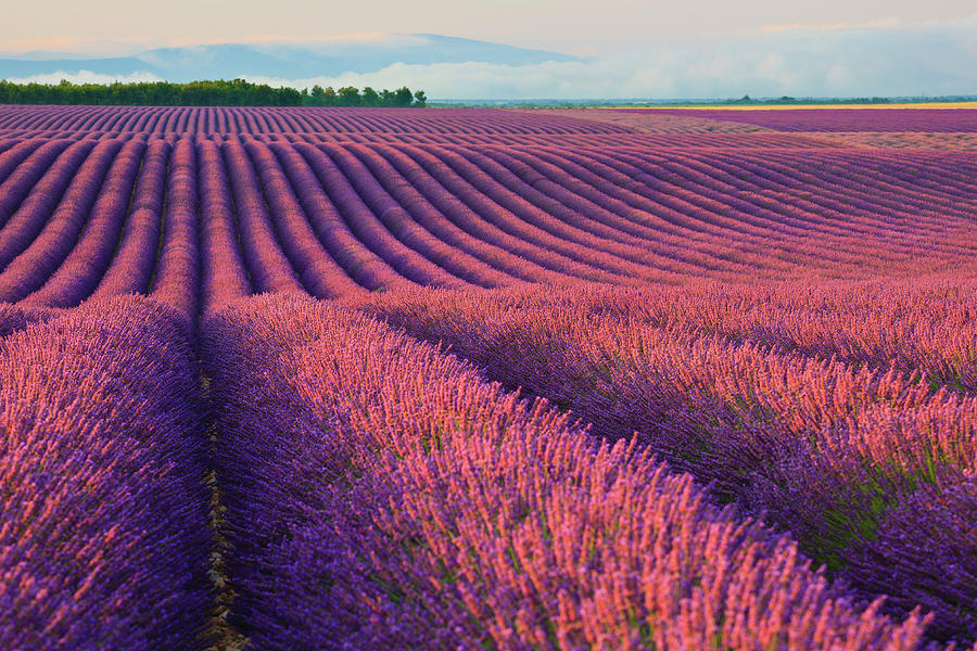 Rows Of Lavender In Valensole Digital Art by Andrea Pavan - Fine Art ...