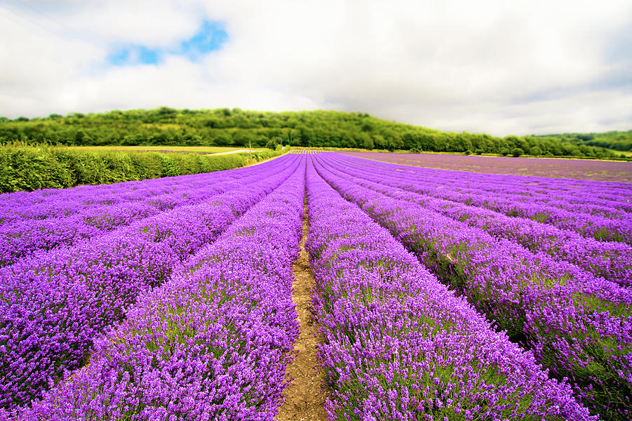 Rows Of Lavender Photograph by Michaela Gunter