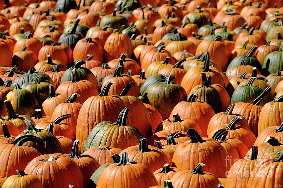 Rows of Pumpkins in Bright Sunlight Harvested in Fall Orange Photograph by Lane Erickson