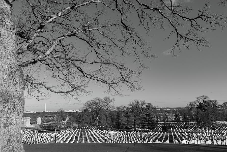 Rows of Remembrance Photograph by Liz Albro