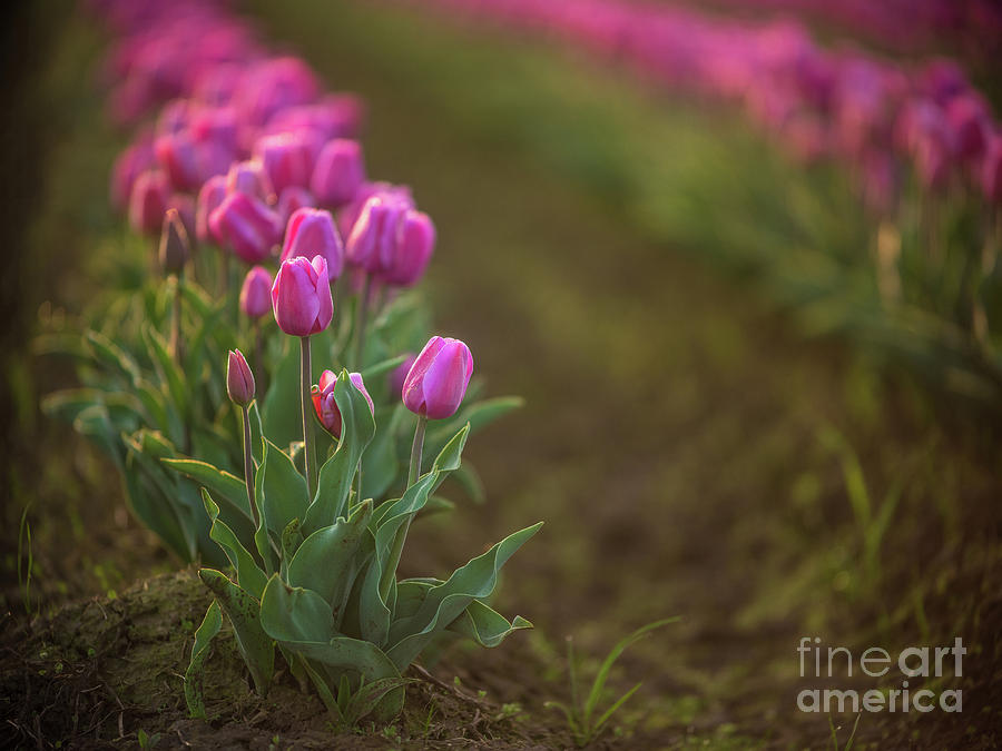 Rows of Soft Pink Beautiful Blooms Photograph by Mike Reid