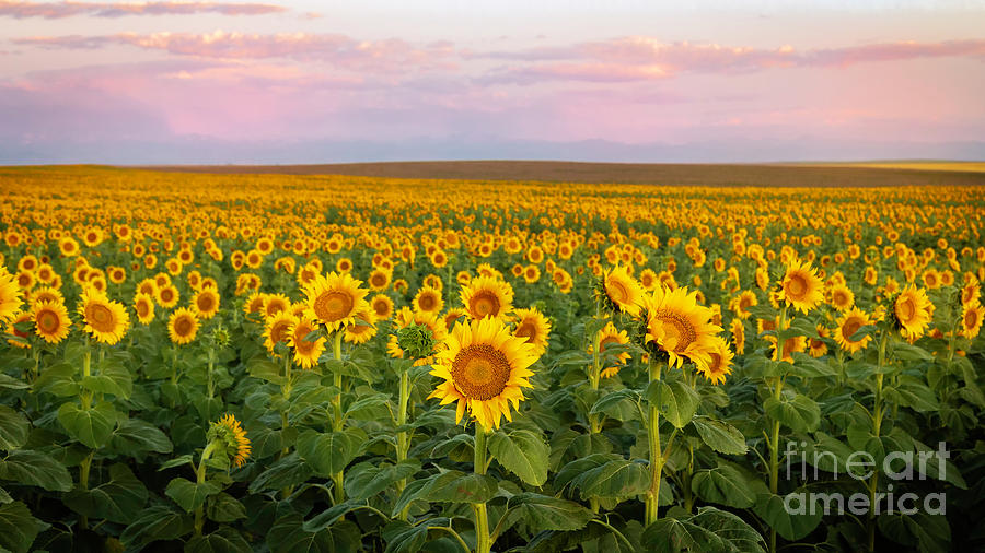 Rows of Sunflowers in a field at sunrise Photograph by Ronda Kimbrow