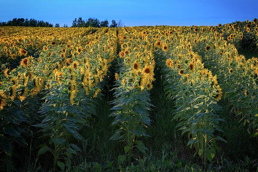 Summer Photograph - Rows of Sunflowers by Rick Berk