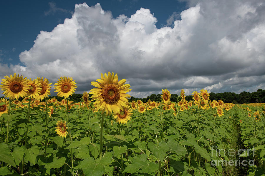 Rows Of Sunshine - Sunflower Field Photograph