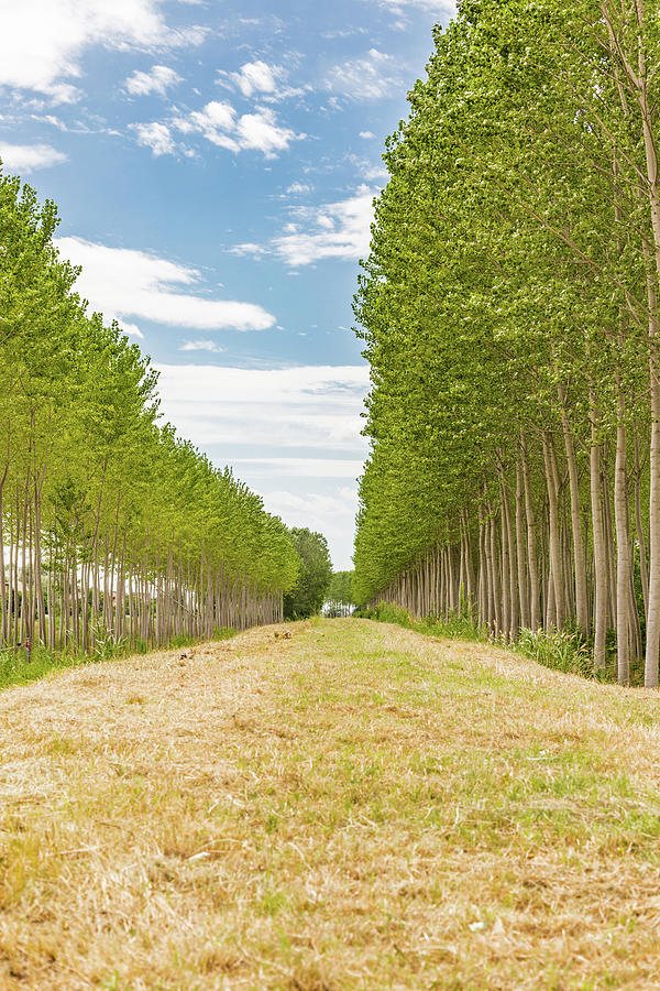Nature Photograph - Rows Of Trees In Countryside by Vivida Photo PC