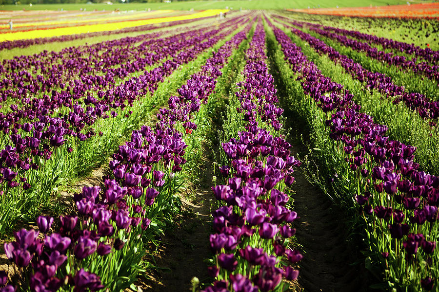 Rows Of Tulips Photograph by Andipantz