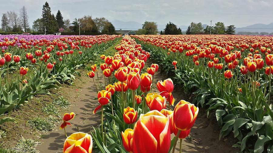 Rows of Tulips Photograph by Chris Goodman