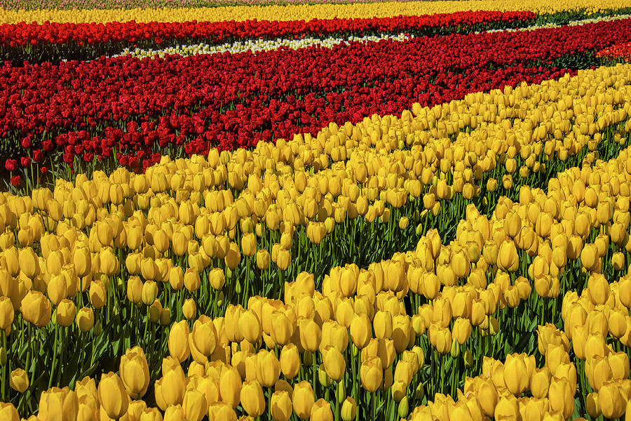 Tulip Photograph - Rows Of Yellow And Red Tulips by Garry Gay