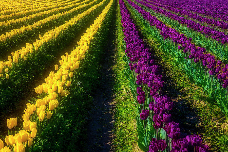 Rows Of Yelow And Purple Tulips Photograph by Garry Gay