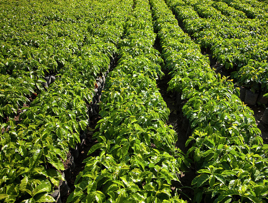 Rows Of Young Coffee Trees Photograph by Picturegarden
