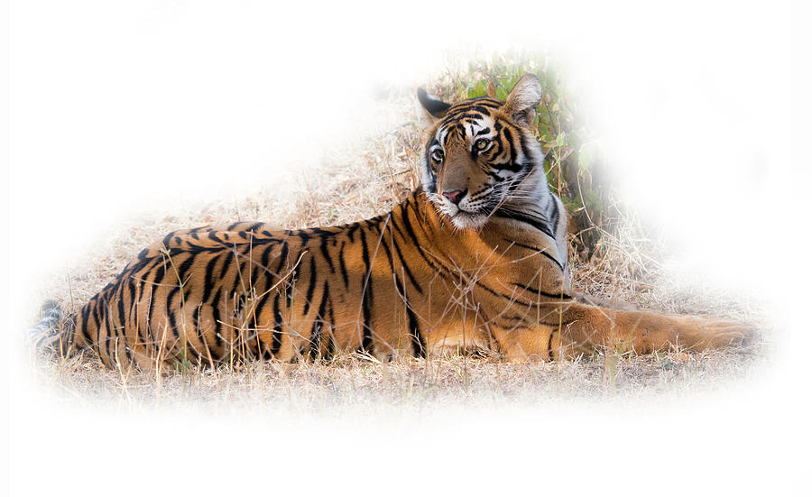 Royal Bengal Tiger Photograph by Doug Matthews