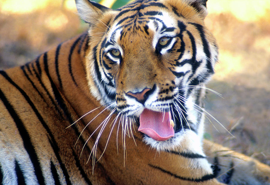 Royal Bengal Tiger Photograph by Eromaze