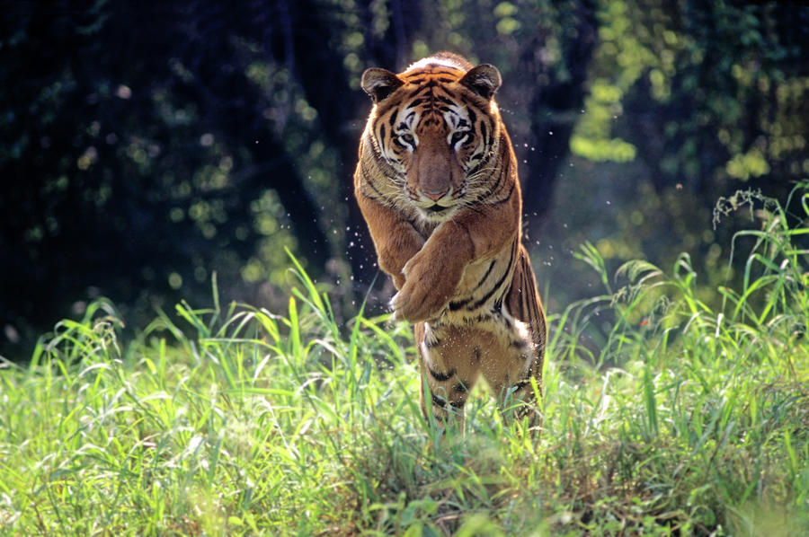 Royal Bengal Tiger Jumping Through Long Photograph by Eromaze