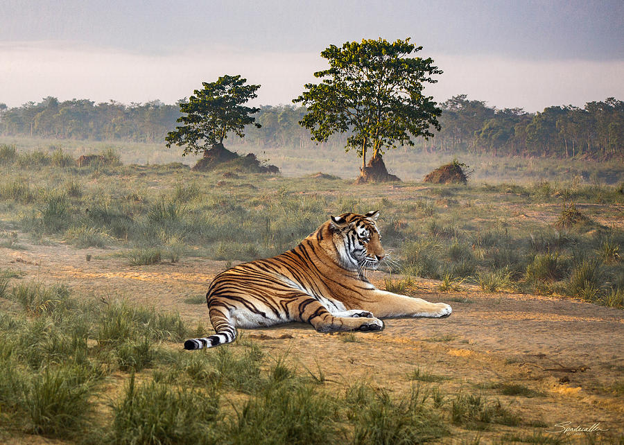 Cat Digital Art - Royal Bengal Tiger Of Nepal by M Spadecaller