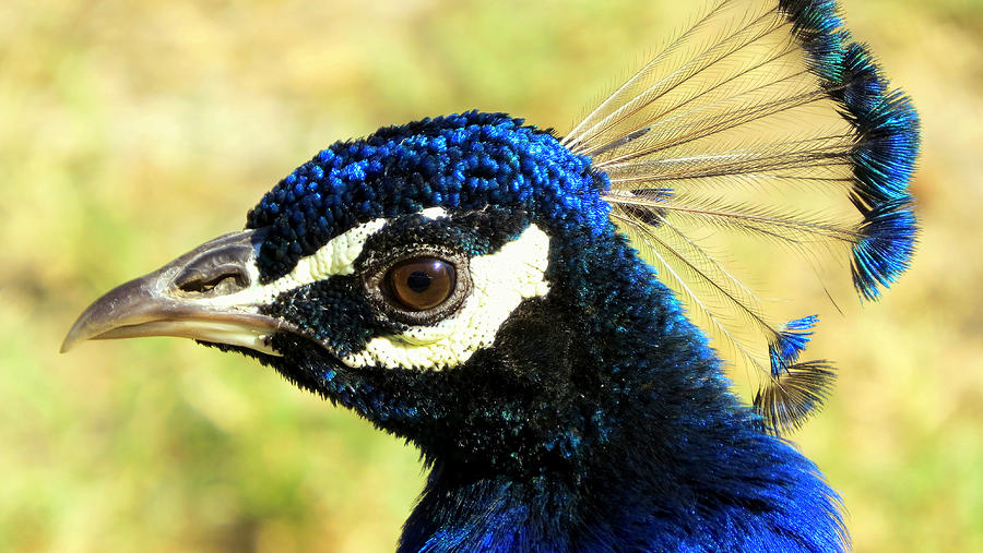 Royal Blue Photograph by Linda Vanoudenhaegen | Pixels