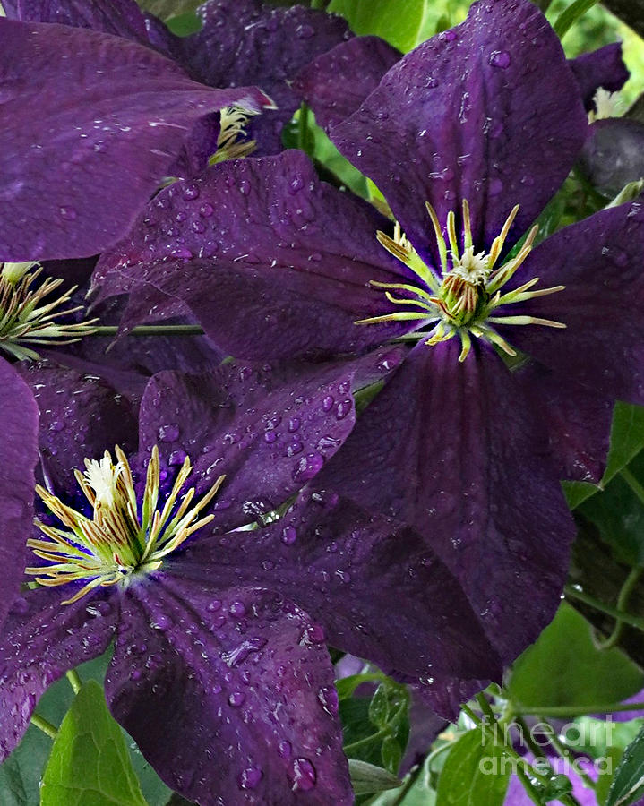 Royal Clematis Photograph by Kathy M Krause