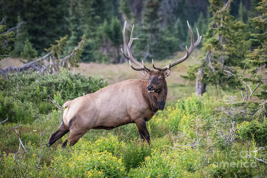 Royal Elk Photograph by Melissa Lipton