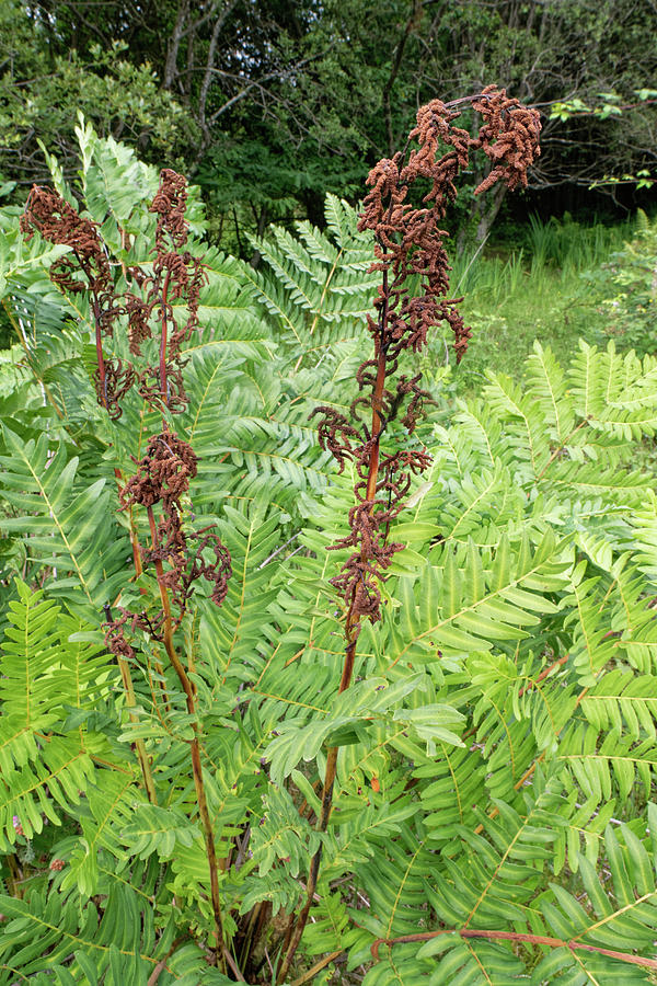 Royal Fern Clump With Erect Spore-bearing Fronds, Crymlyn Photograph by ...