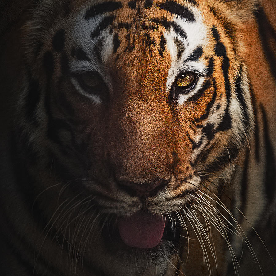 Animal Photograph - Royal Gleam by Subham Shome