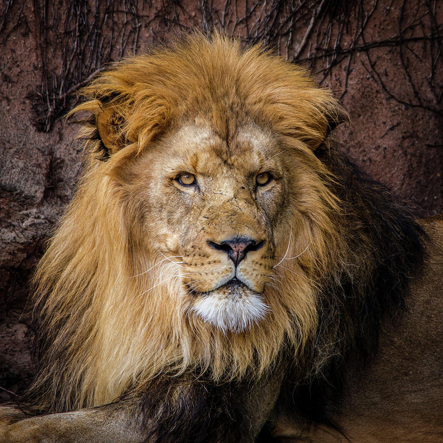 Royal Lion Photograph by Mike Burgquist