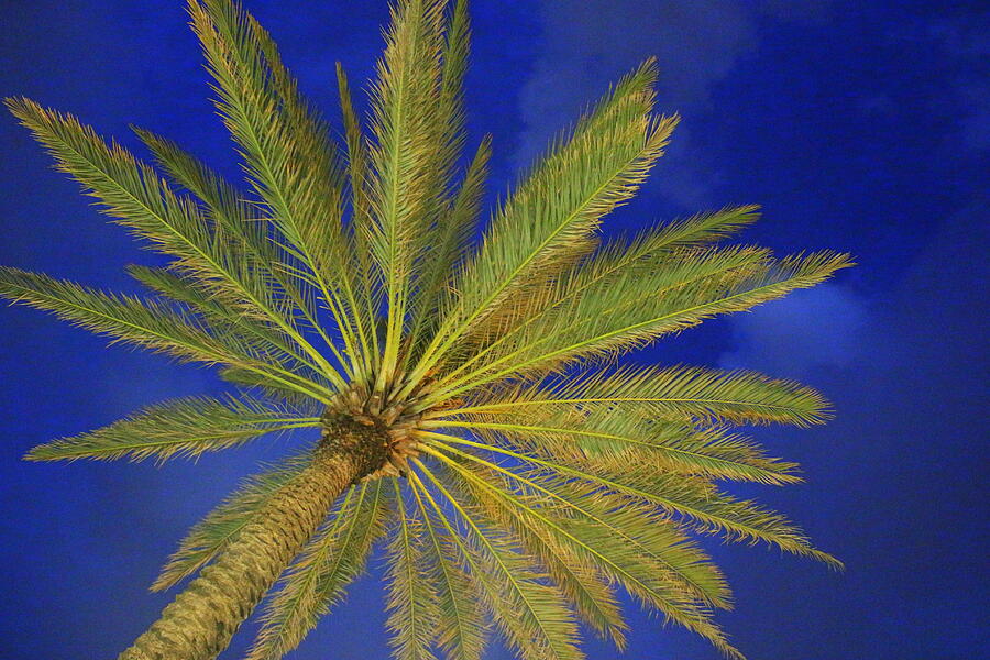 Lifestyle Photograph - Royal Palm And The Blue Hour by Dora Sofia Caputo Photographic Design and Fine Art Lifestyle Photograph - Royal Palm And The Blue Hour by Dora Sofia Caputo Photographic Design and Fine Art