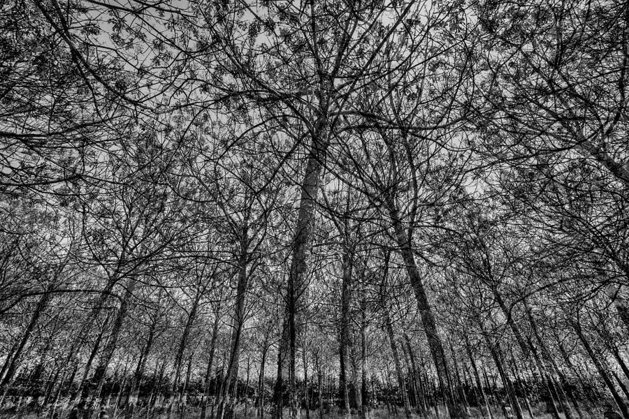 Tree Photograph - Royal Paulownia Grove In Bloom by Joshua Raif