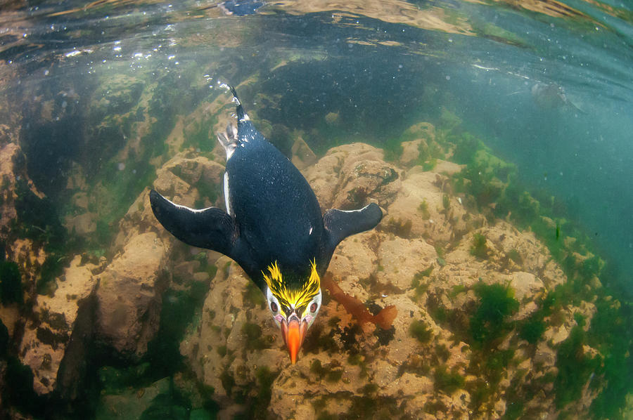 Royal Penguin Swimming Underwater Photograph by Tui De Roy
