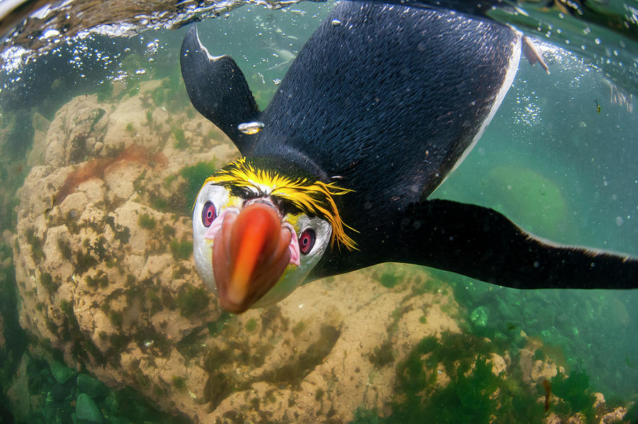 Royal Penguin Swimming Up Close Photograph by Tui De Roy