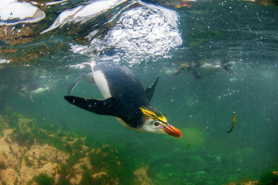 Royal Penguins Swimming Underwater Photograph by Tui De Roy