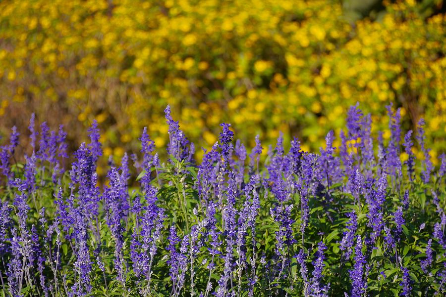 Royal Purple and Gold Photograph by Photography by Tiwago