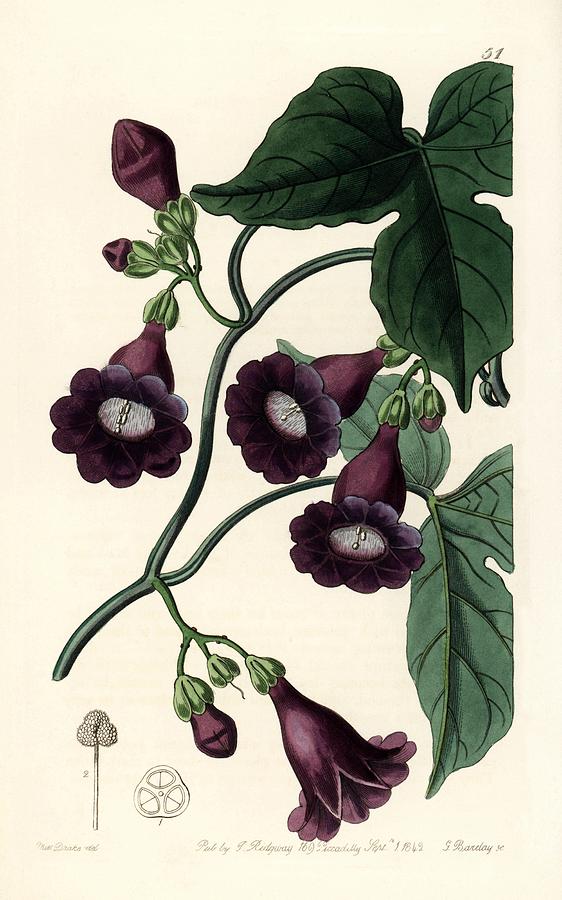 Royal purple gaybine. Edwards Botanical Register, edited by John Lindley, London, Ridgeway, 1842. Drawing by Album
