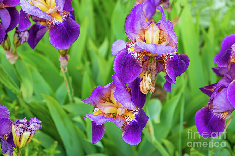 Royal purple irise Photograph by Marina Usmanskaya