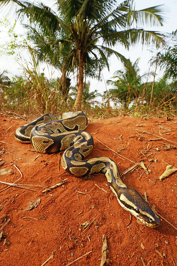 Royal Python (python Regius) Togo. Controlled Conditions Photograph by ...
