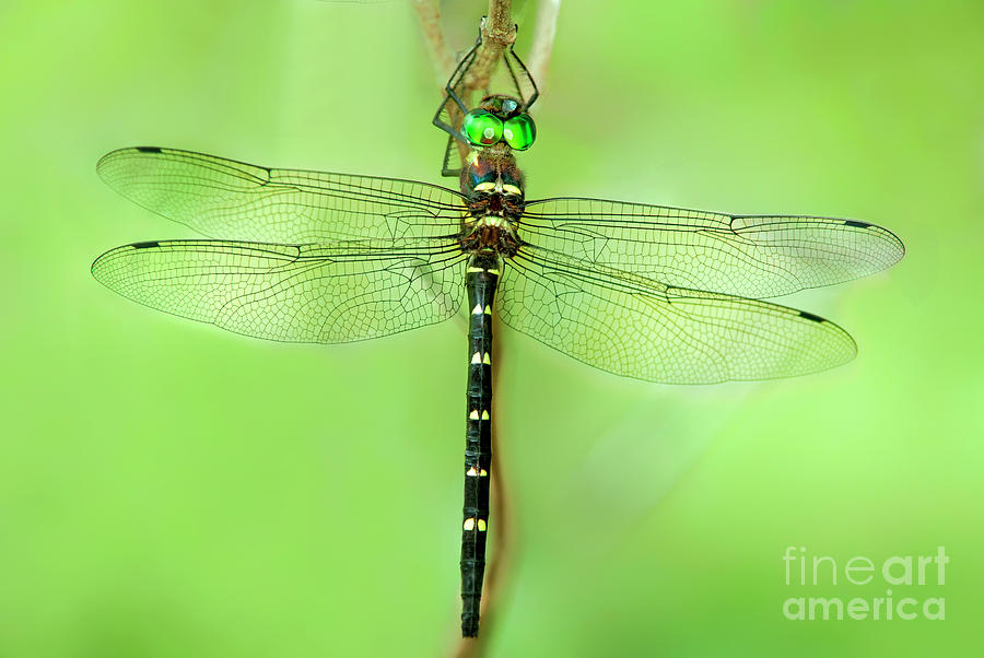 Royal River Cruiser Dragonfly Macromia Taeniolata Wild Photograph by Dave Welling