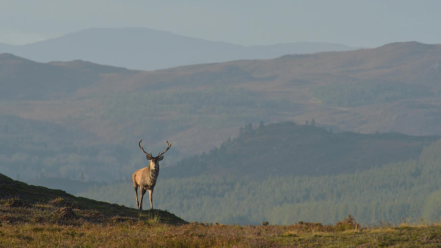Royal Stag in the Highlands Photograph by Gavin MacRae