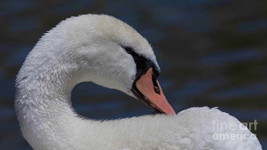 Royal Swan Photograph by Alma Danison