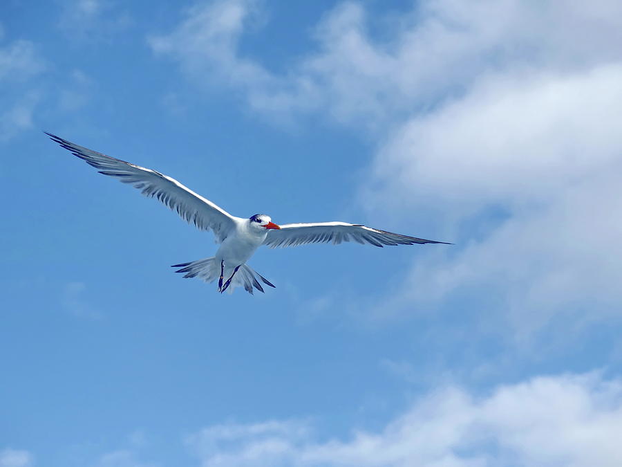 Royal Tern In Flight Against Blue Sky  Photograph by Lyuba Filatova